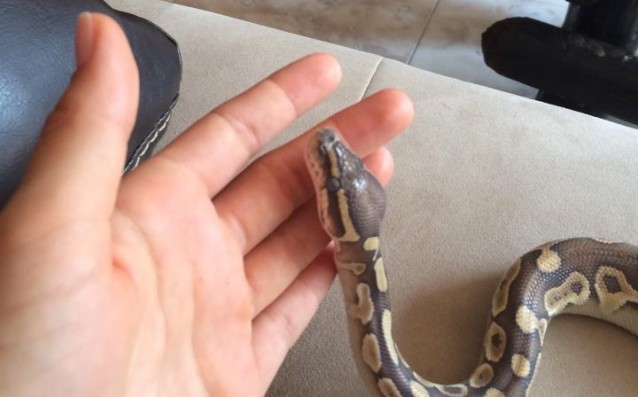 Змията Скарлет - новият член на семейство Каратанчеви